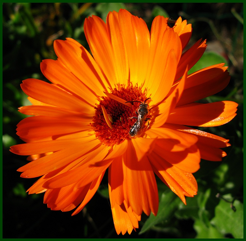 Calendula..