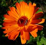 Calendula..