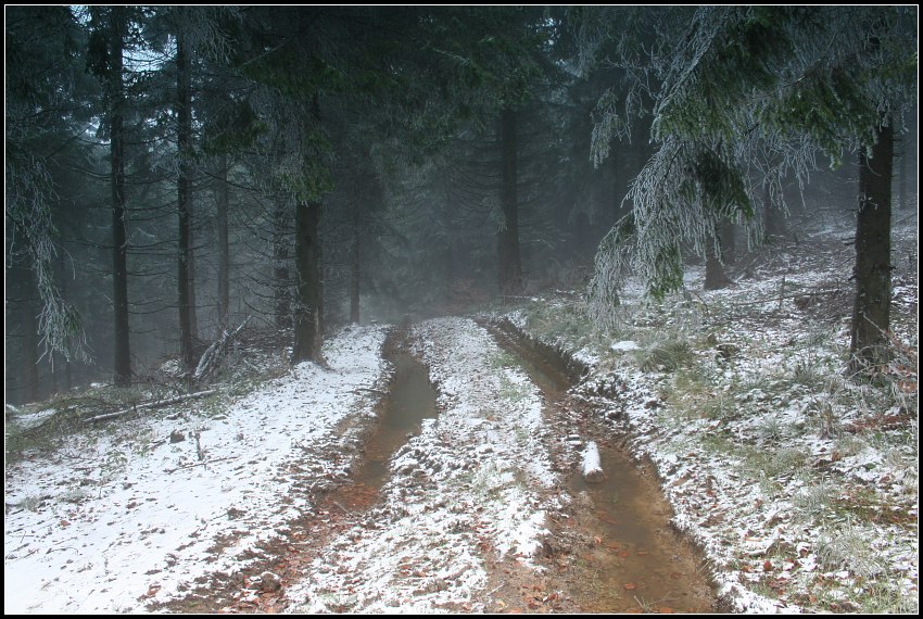 Foggy forest