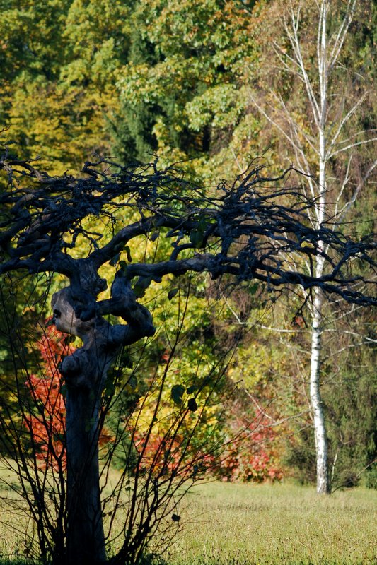 Widoczek z Białowieży