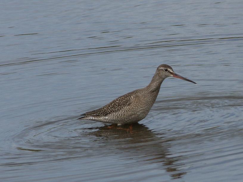 Tringa erythropus,Spotted redshank,Brodziec śniady