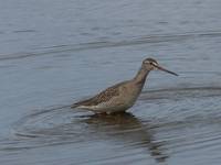 Tringa erythropus,Spotted redshank,Brodziec śniady