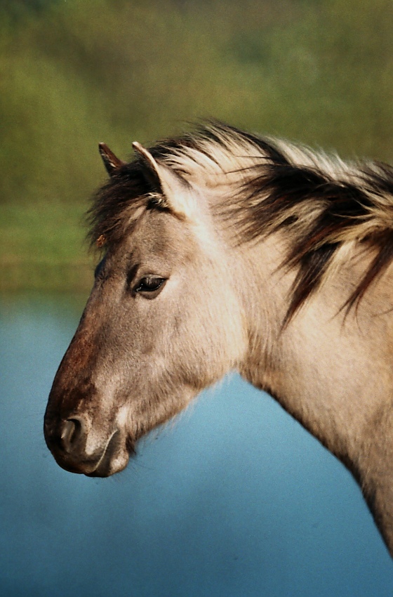 Konik polski