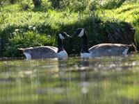 Branta canadensis,Canada goose,Bernikla kanadyjska