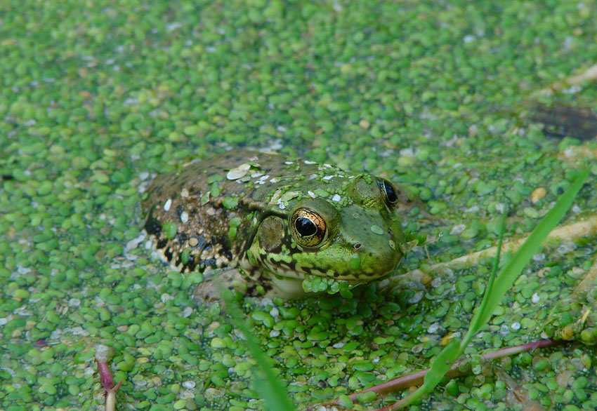 Kamuflaż