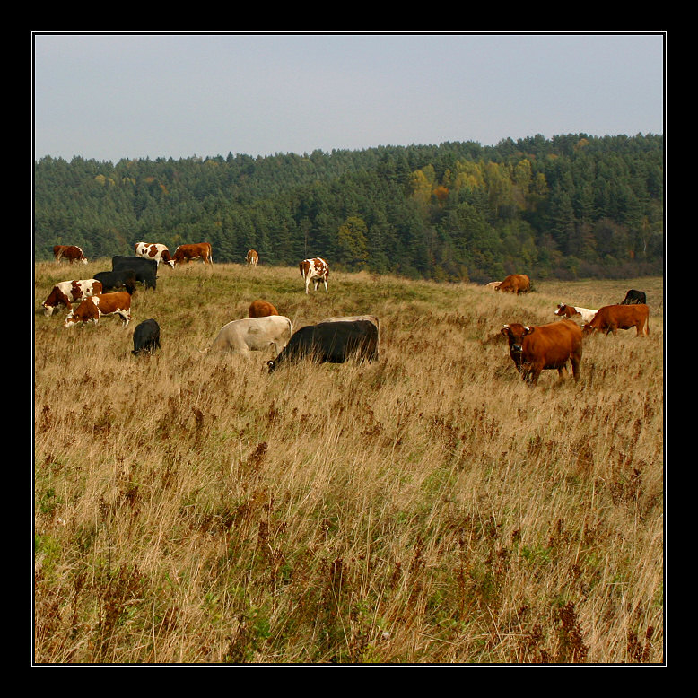 Krowa Bieszczadzka