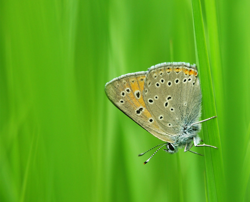 Czerwończyk nieparek (Lycaena dispar)