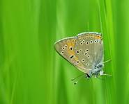 Czerwończyk nieparek (Lycaena dispar)