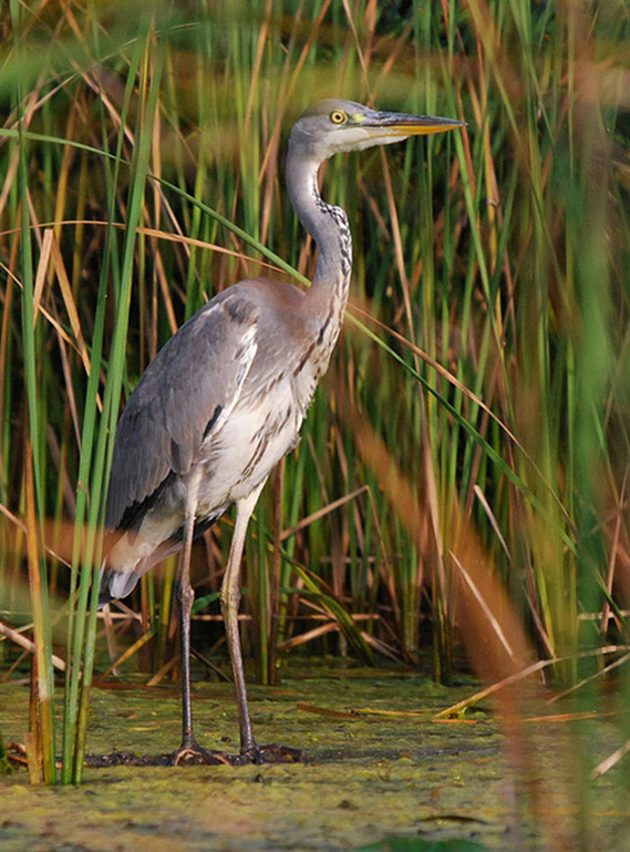 Czapla siwa