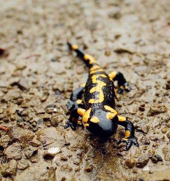 Salamandra