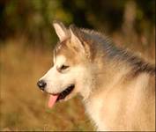 Malamute