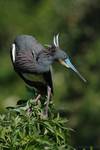 Egretta caerulea, Little Blue Heron