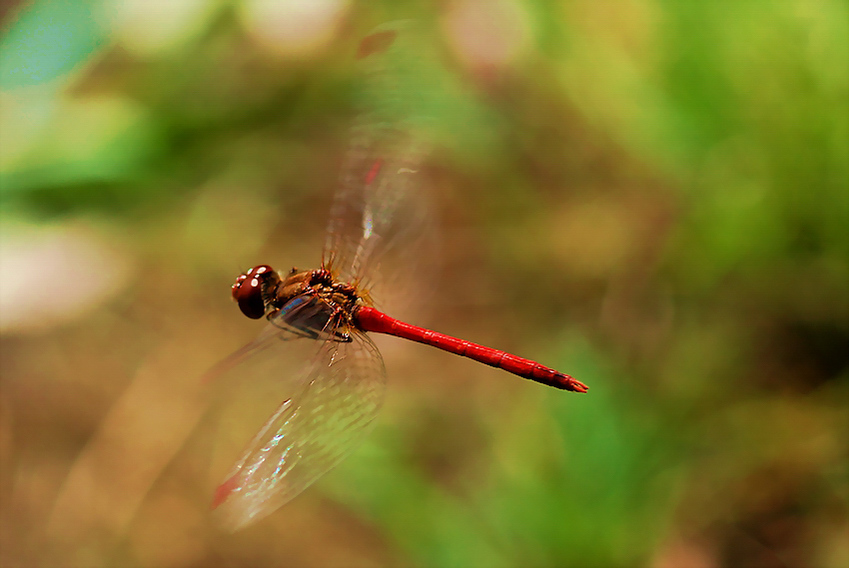 Red Baron...