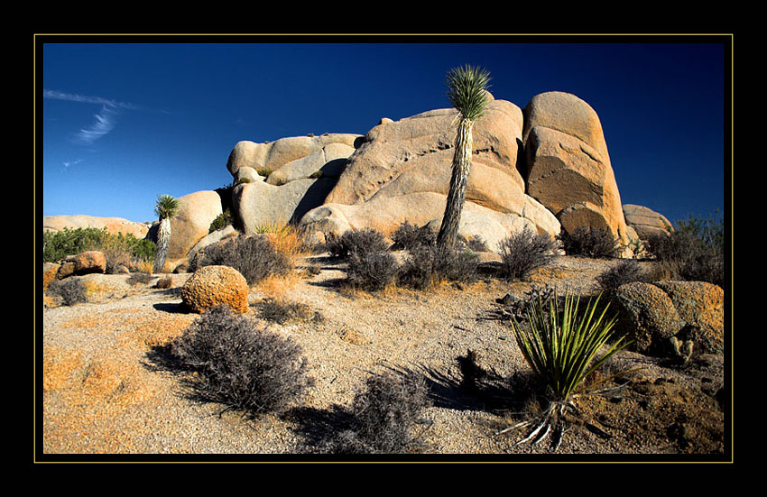 Joshua Tree National Park