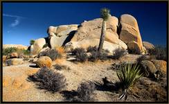 Joshua Tree National Park