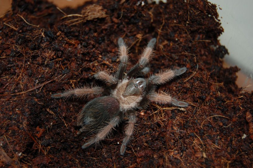 Brachypelma Emilia L7