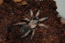 Brachypelma Emilia L7