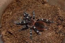 Acanthoscurria Geniculata L8