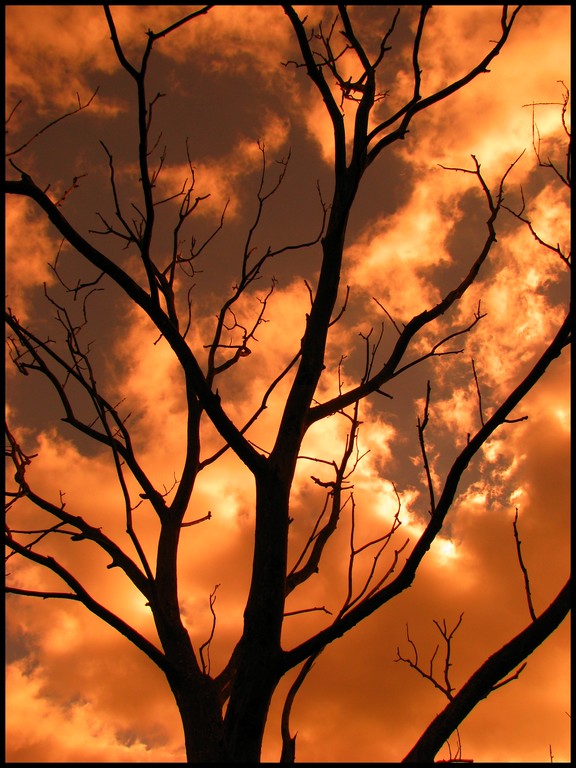 tree in fire