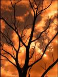 tree in fire