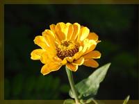 Yellow Flower