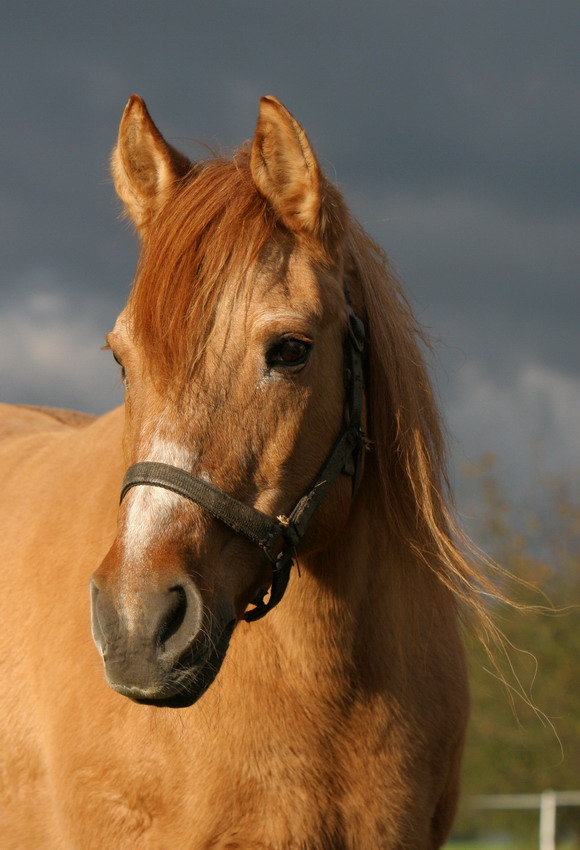 Myszka - portret