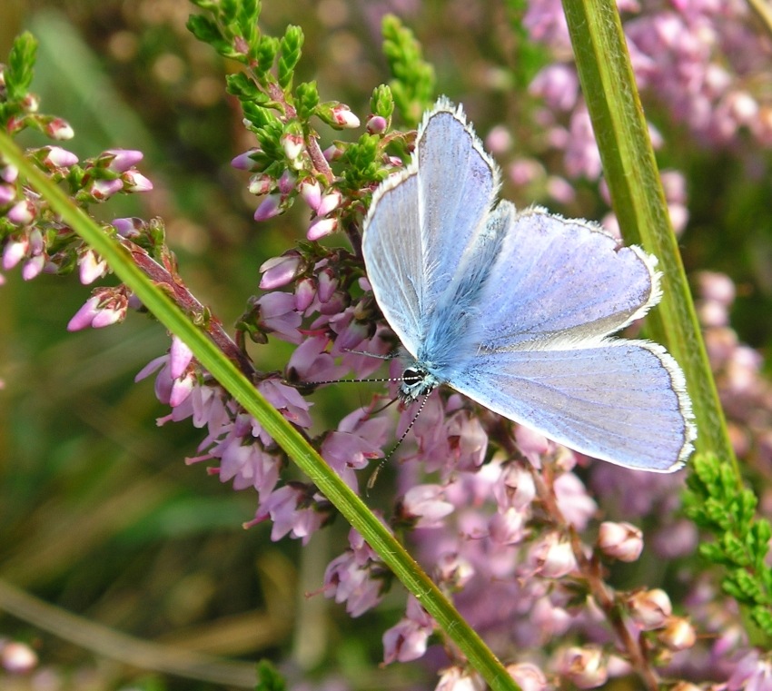 motyl