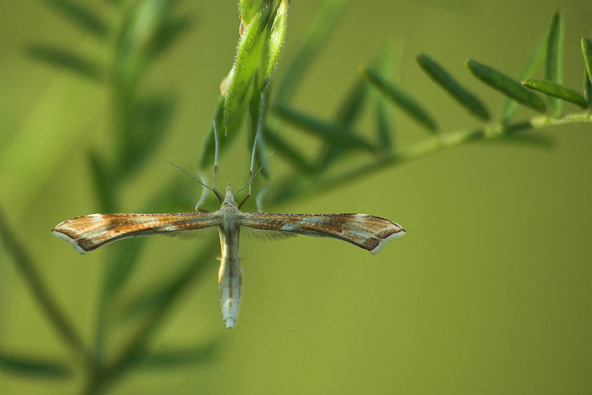 motyl