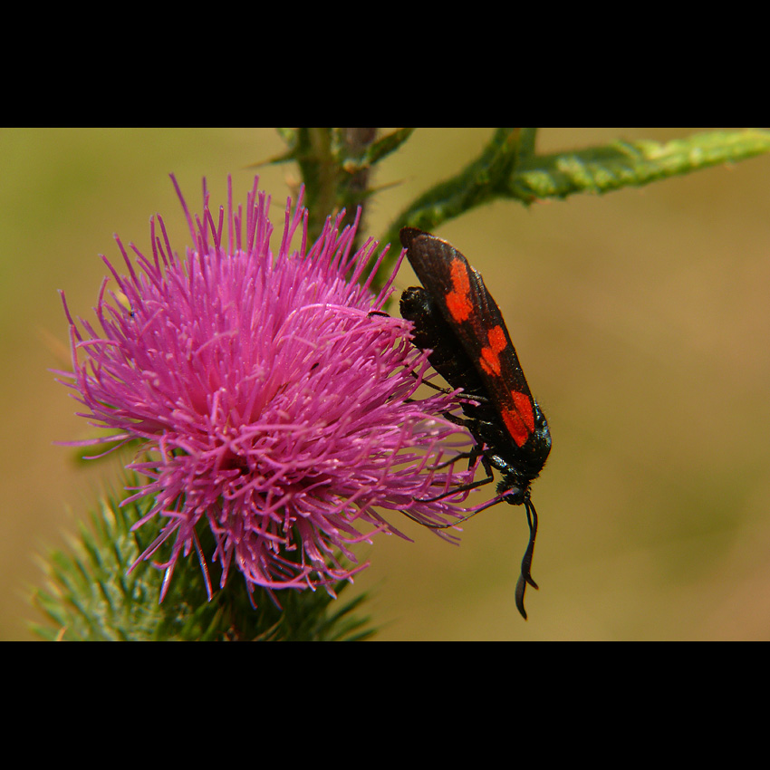 motyl