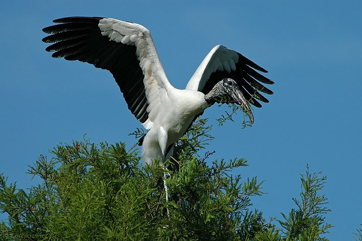 Mycteria americana, Wood Stork