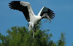 Mycteria americana, Wood Stork