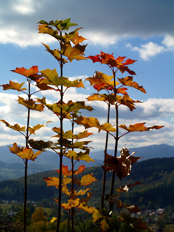 Krajobraz z perspektywy jesieni -Beskid Żywiecki, Lachów Groń (1045m)