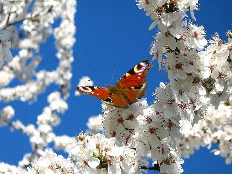 Motyl wśród białych kwiatów