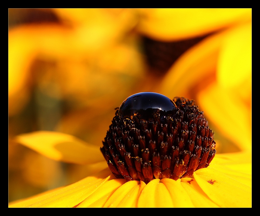 YELLOW&BLACK