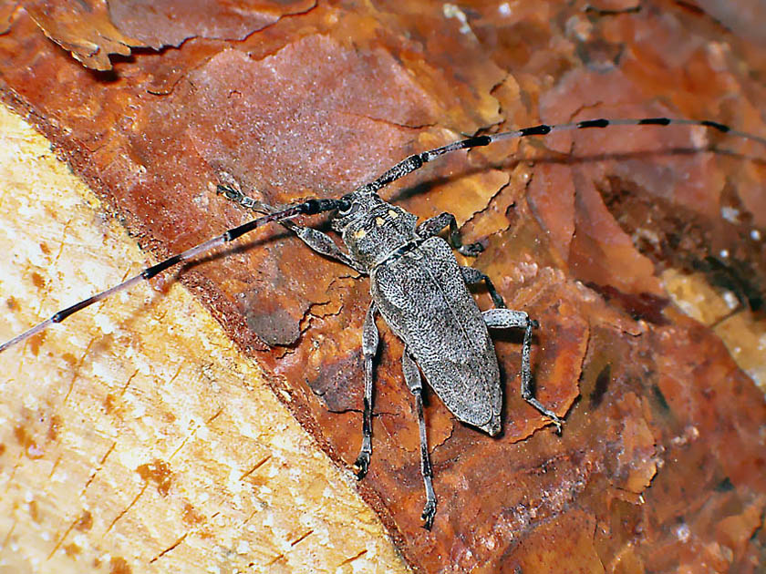 Acanthocinus aedilis - Tycz cieśla