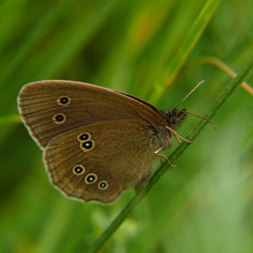 motyl