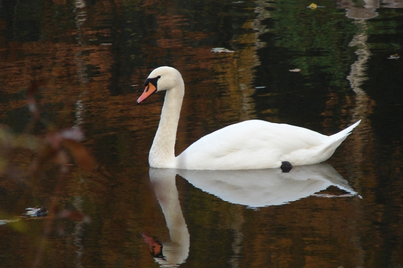 łabędź