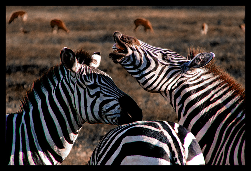 Masai Mara - Kenya