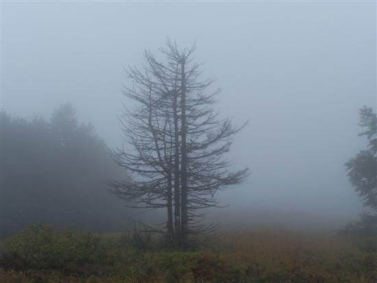 Bieszczady - mgła