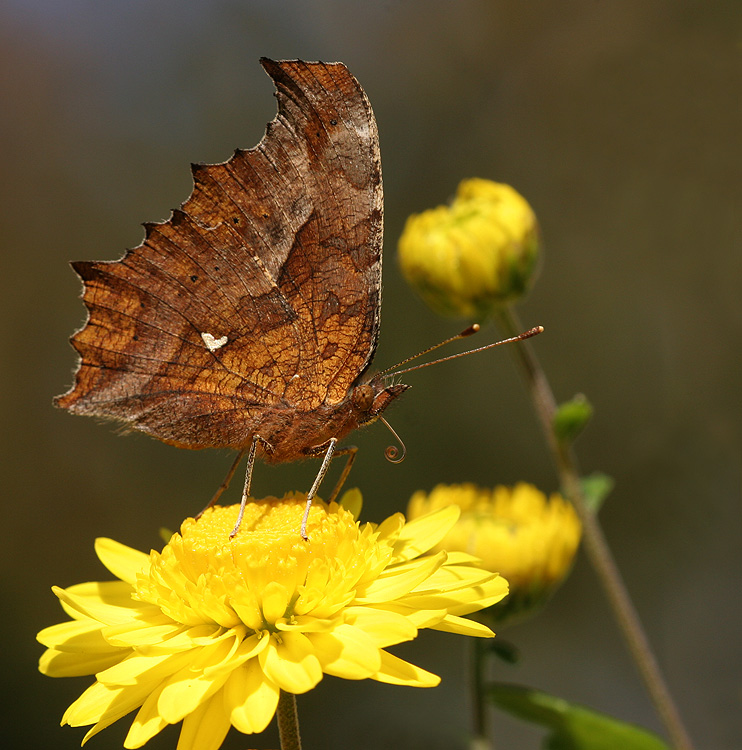 Polygonia