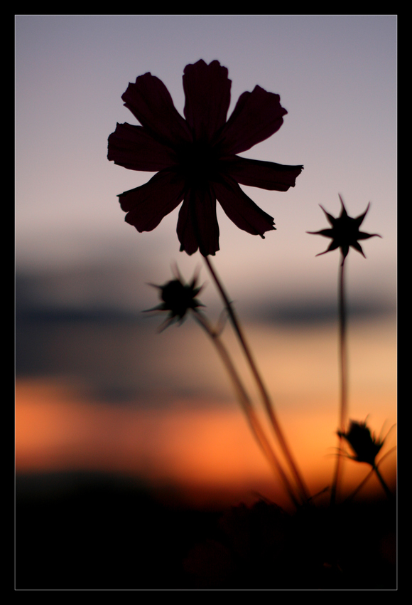 black flower