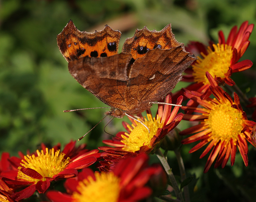 Polygonia