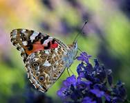 Vanessa cardui