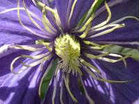 Clematis &#039Rhapsody&#039