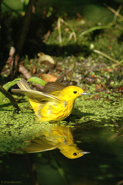 Yellow Warbler, Dendroica petechia