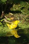 Yellow Warbler, Dendroica petechia