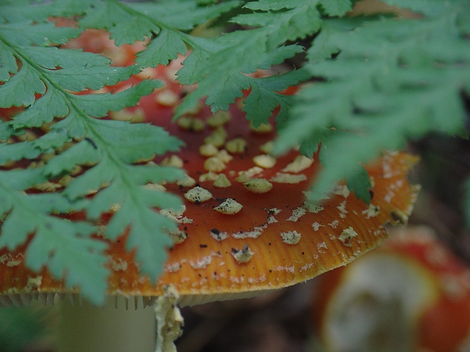 Amanita muscaria