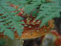 Amanita muscaria