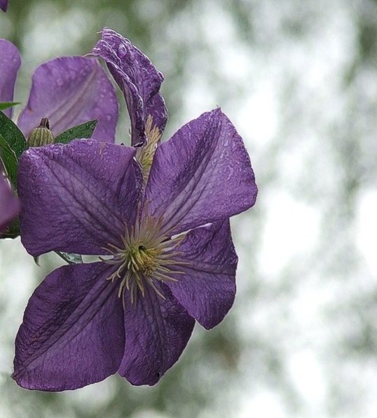 clematis_1