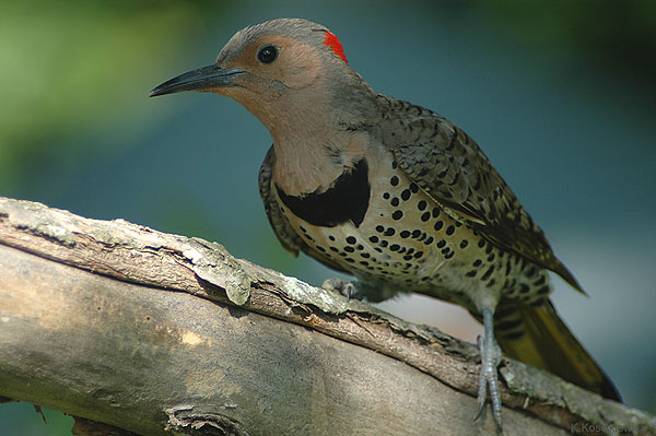 Rozowoszyi,Colaptes auratus